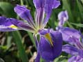 Guy Fanguy - Artist - Photographer - Guy Fanguy - Louisiana - Flowers on the Bayou (2).jpg Size: 55057 - 3